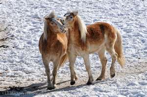 gossip nephotography